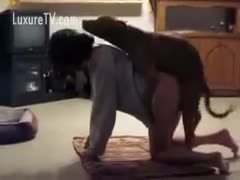 Unable to contain herself, the horny slutwife has beast sex with her dog.